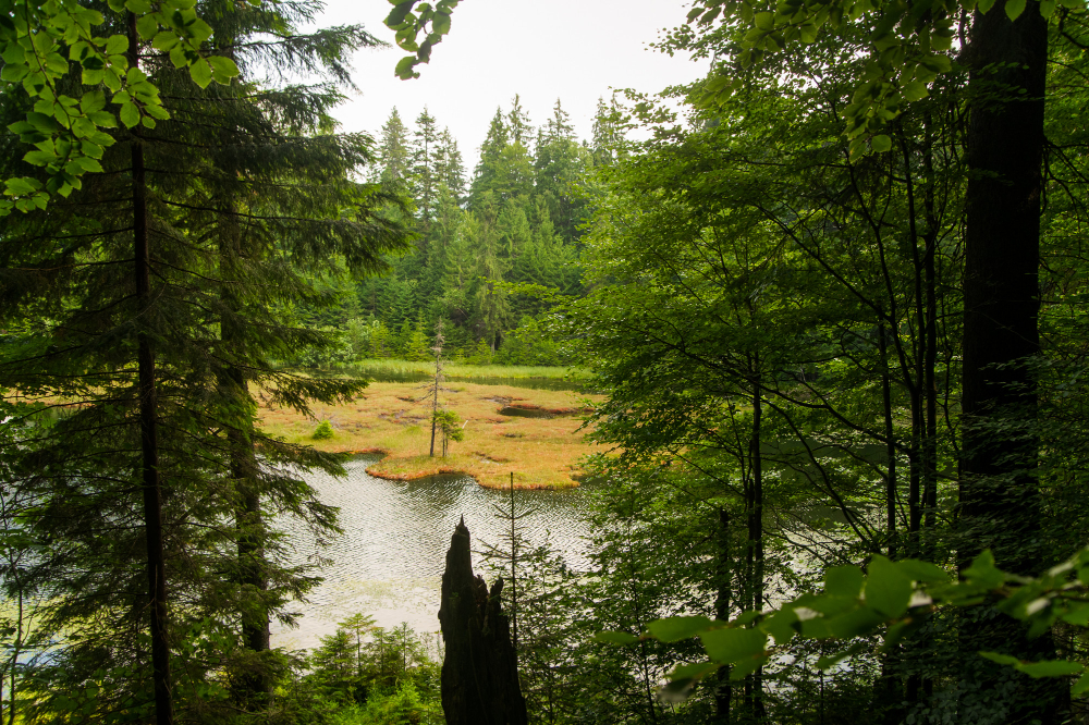 Black Forest germany.jpg